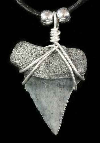 Serrated Fossil Great White Shark Tooth Necklace #47780